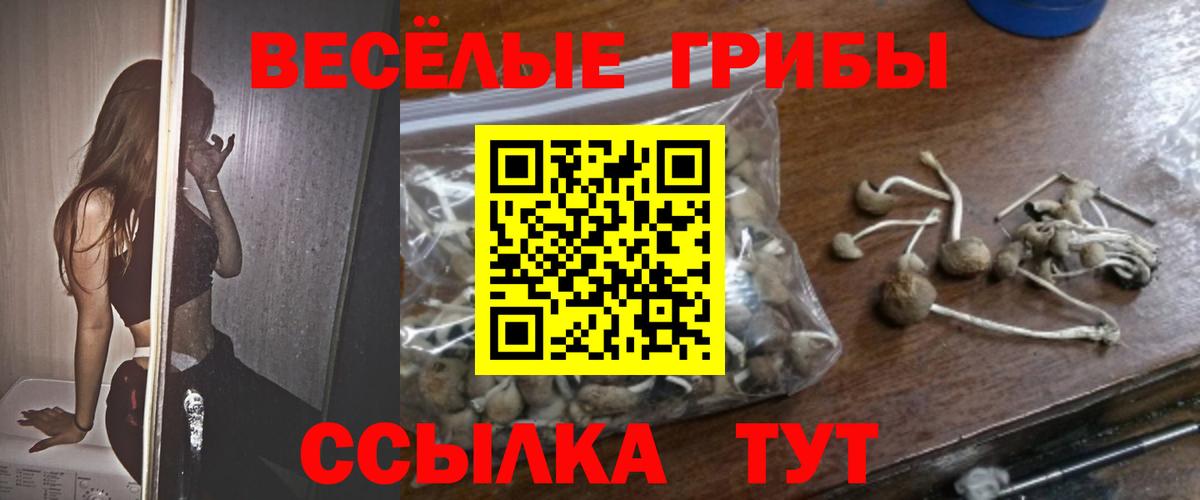 Галлюциногенные грибы Psilocybe Берёзовский